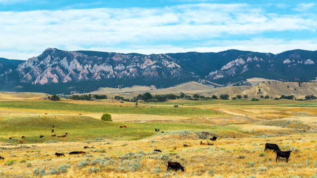 Cows grazing in fields with the foothills to the Bighorn Mountains behind them near Buffalo, Wyoming
